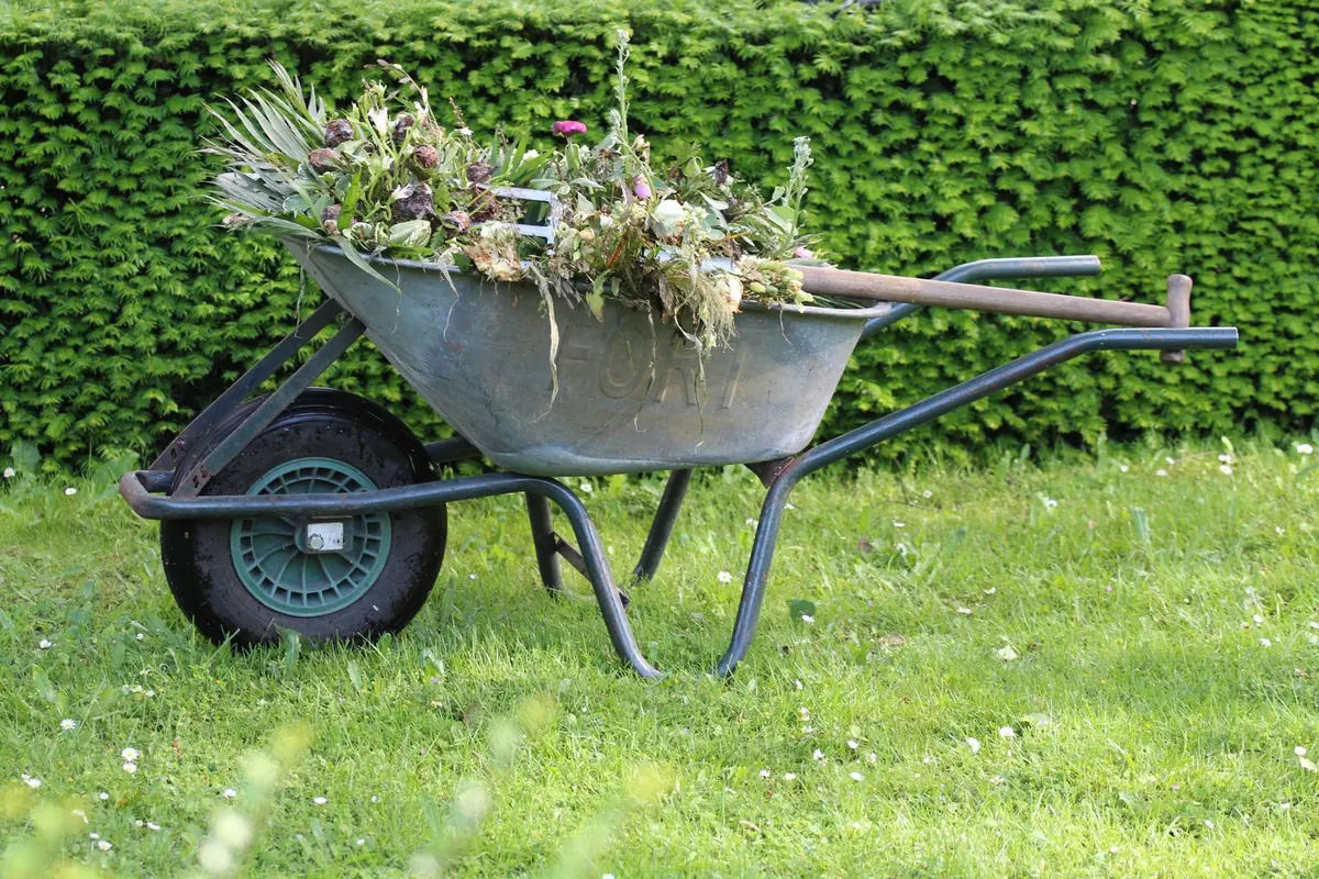 Schubkarre voll Grünschnitt vor einer Hecke